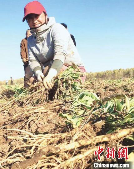 踏实“三步走”“中国板蓝根第一县”泰来县的中药产业发展路